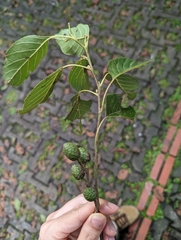 Alnus formosana
