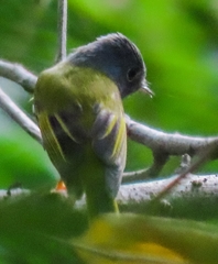 Culicicapa ceylonensis