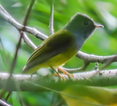 Culicicapa ceylonensis