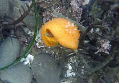 Acanthodoris lutea