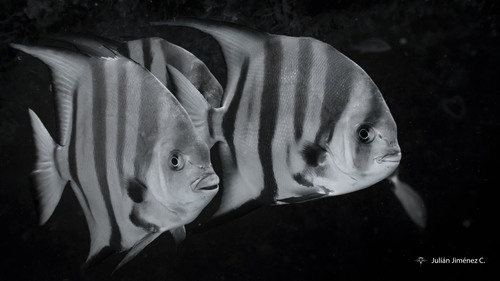 Atlantic Spadefish