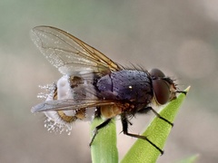 Entomophthora muscae