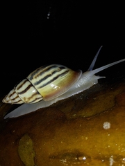 Drymaeus aequatorianus