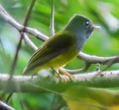 Culicicapa ceylonensis