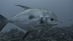 Trachinotus falcatus