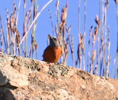 Monticola rupestris