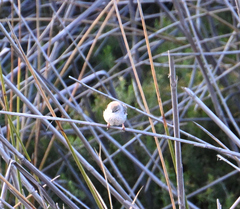 Bradypterus baboecala
