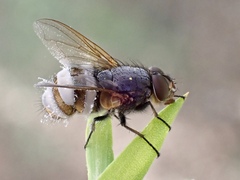 Entomophthora muscae