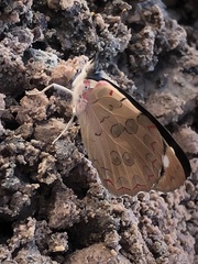Diaethria bacchis
