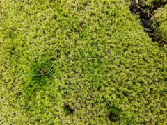 Racomitrium elongatum