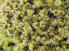 Racomitrium elongatum