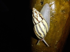 Drymaeus aequatorianus