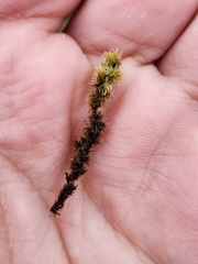 Racomitrium elongatum