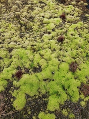 Racomitrium elongatum