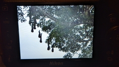 Psarocolius montezuma