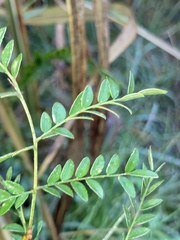 Gleditsia aquatica