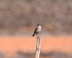 Cercotrichas coryphoeus cinerea