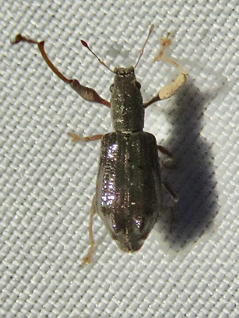 Airosimus tuberculifer