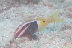 Parupeneus barberinoides