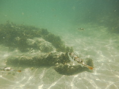 Tetractenos glaber
