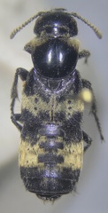 Creophilus maxillosus