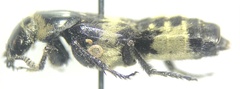 Creophilus maxillosus