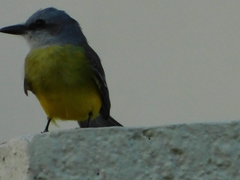 Tyrannus melancholicus