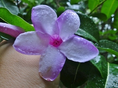 Cryptostegia madagascariensis