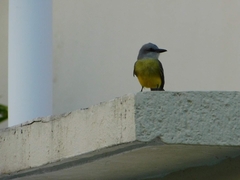 Tyrannus melancholicus