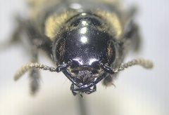 Creophilus maxillosus
