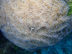 Fimbriaphyllia ancora