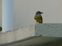 Tyrannus melancholicus