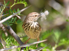 Prinia maculosa