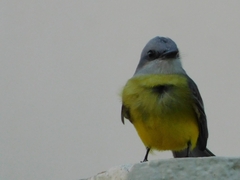Tyrannus melancholicus