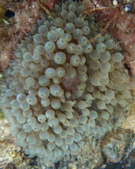 Entacmaea quadricolor