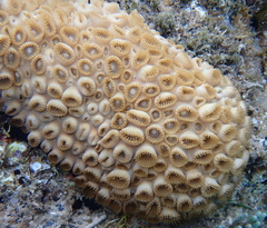 Palythoa tuberculosa