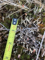 Cladonia verruculosa