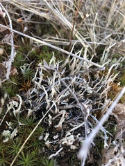 Cladonia verruculosa