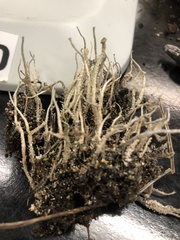 Cladonia verruculosa
