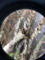 Cladonia verruculosa