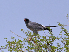 Melierax canorus canorus