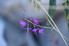 Cyphomeris gypsophiloides