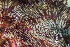 Zebrida adamsii