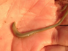 Nephtys californiensis