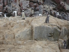 Spheniscus humboldti