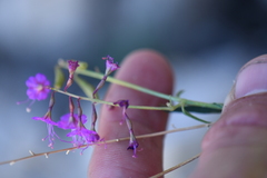 Cyphomeris gypsophiloides