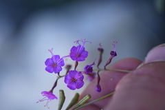 Cyphomeris gypsophiloides