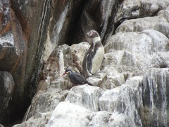 Spheniscus humboldti