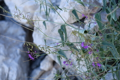 Cyphomeris gypsophiloides