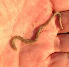 Nephtys californiensis